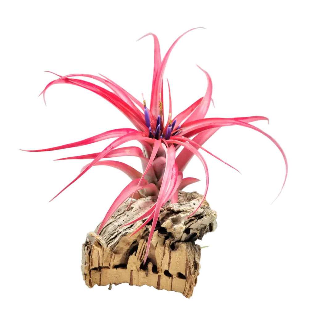 Blooming Season