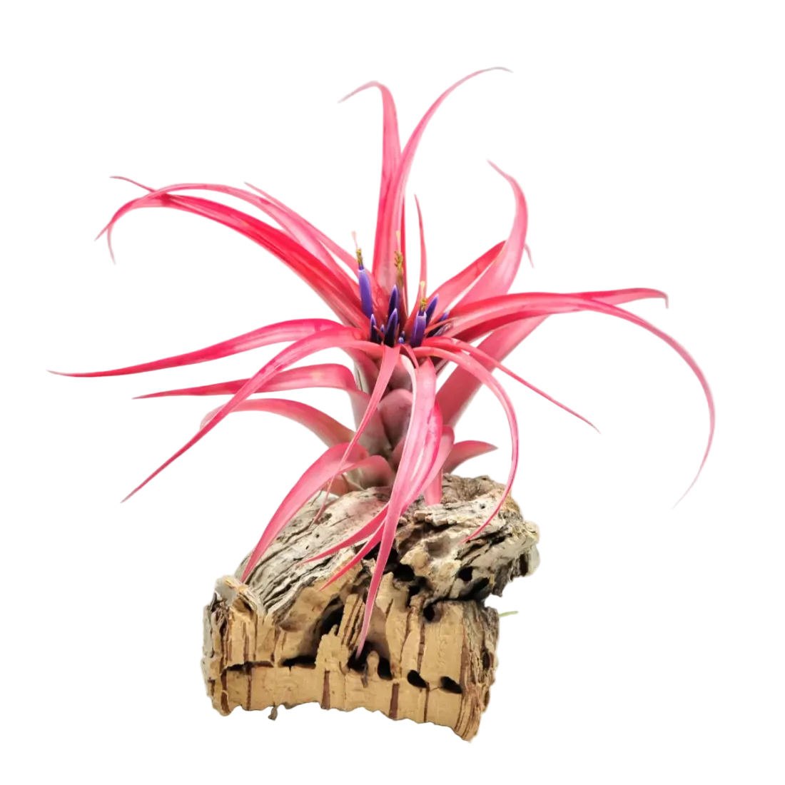 Blooming Season