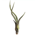 Tillandsia baileyi air plant with long, slender leaves on a white background