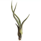 Tillandsia baileyi air plant with long, slender leaves on a white background