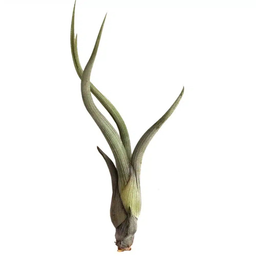 Tillandsia baileyi | Bailey's ball moss