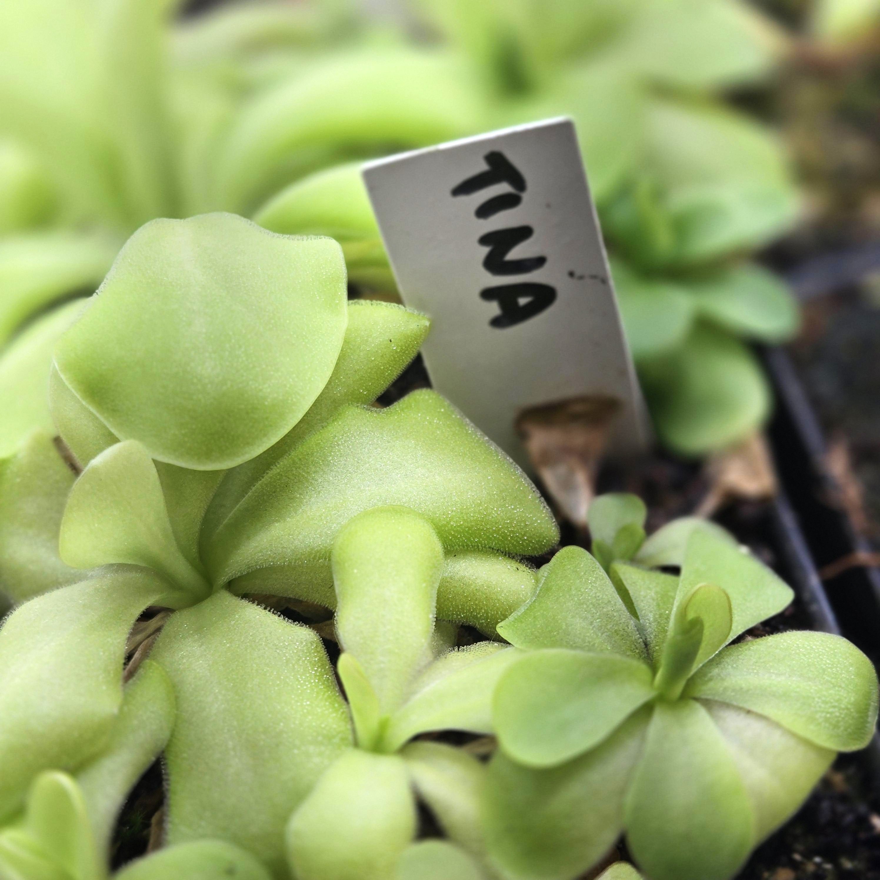 Pinguicula 'Tina'