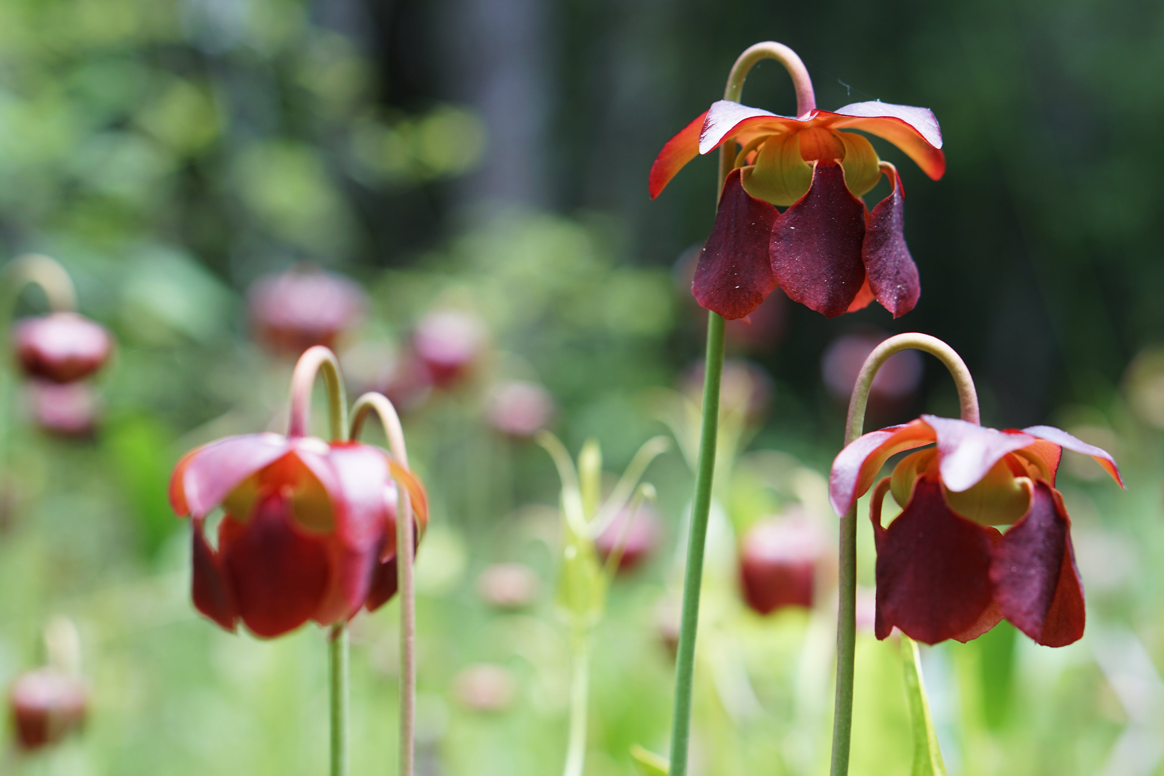 Sarracenia rubra ssp. jonesii (Mountain Sweet Pitcher Plant)