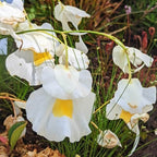 Several Utricularia alpina flowers on a single scape, showing their small white petals with yellow centers and prolific flowering habit