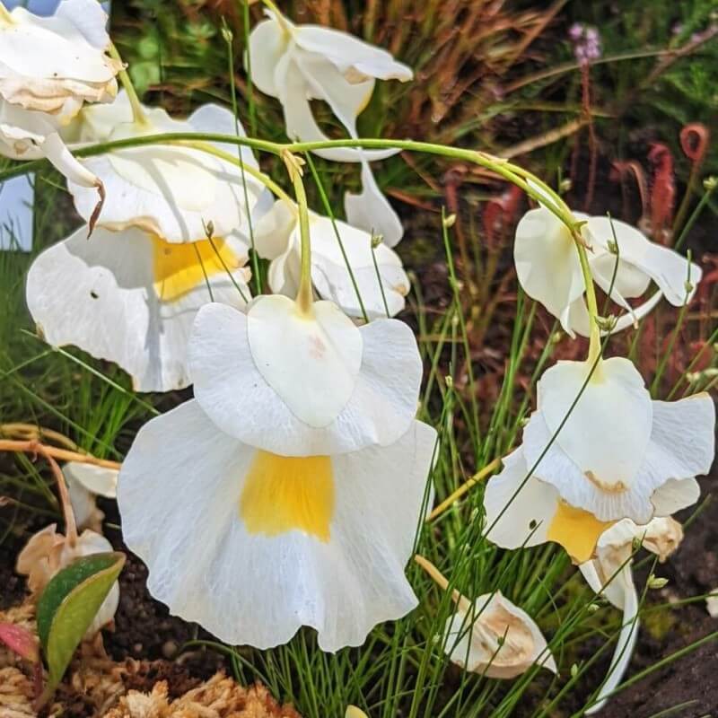 Several Utricularia alpina flowers on a single scape, showing their small white petals with yellow centers and prolific flowering habit