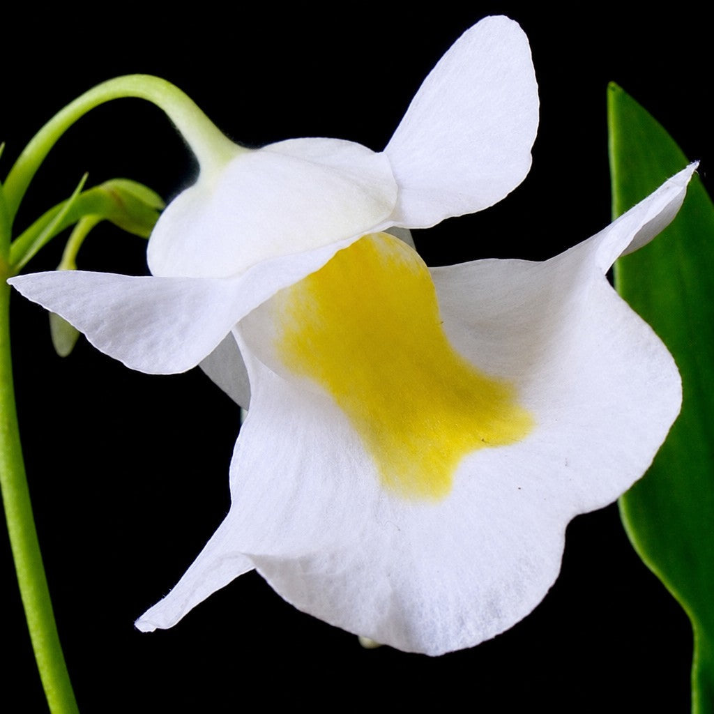 Front view close-up of Utricularia alpina flower showing small white petals with yellow center, a compact tropical carnivorous bladderwort
