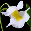 Front view close-up of Utricularia alpina flower showing small white petals with yellow center, a compact tropical carnivorous bladderwort