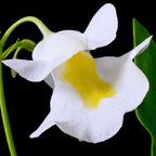 Front view close-up of Utricularia alpina flower showing small white petals with yellow center, a compact tropical carnivorous bladderwort