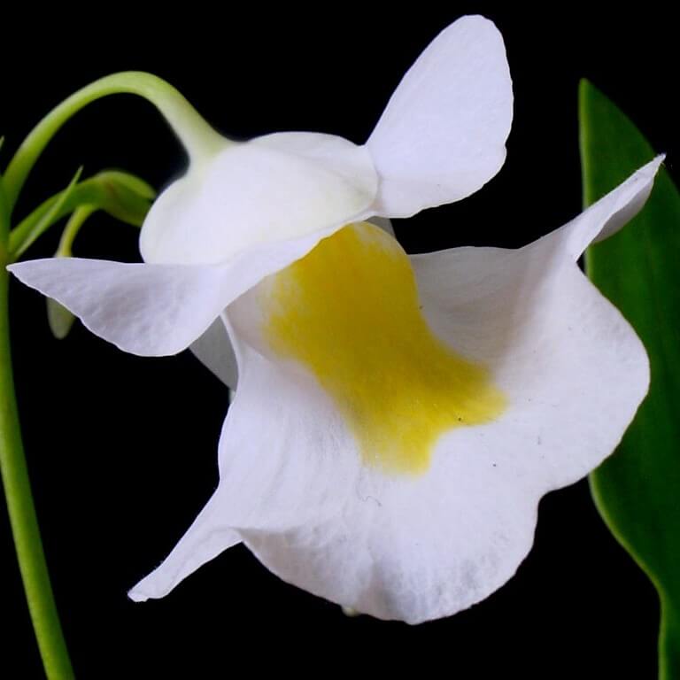 Front view close-up of Utricularia alpina flower showing small white petals with yellow center, a compact tropical carnivorous bladderwort