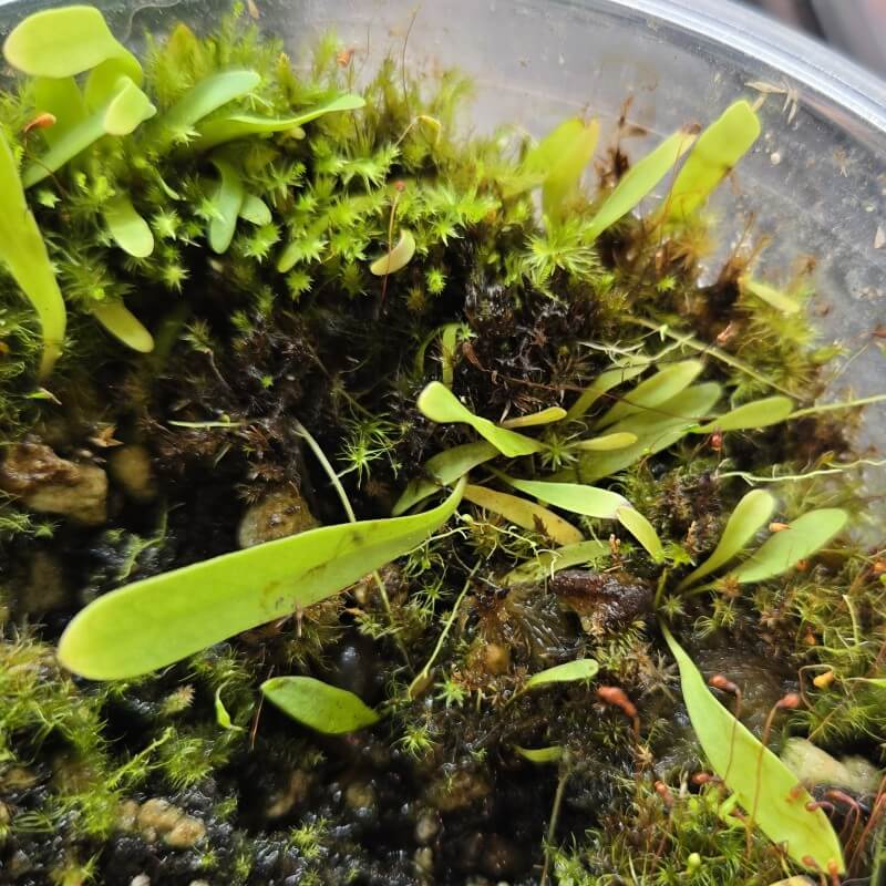 Thread-like green leaves of Utricularia alpina, a compact tropical bladderwort prized by collectors for terrariums and planted displays