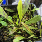 Thread-like green leaves of Utricularia alpina, a compact tropical bladderwort prized by collectors for terrariums and planted displays