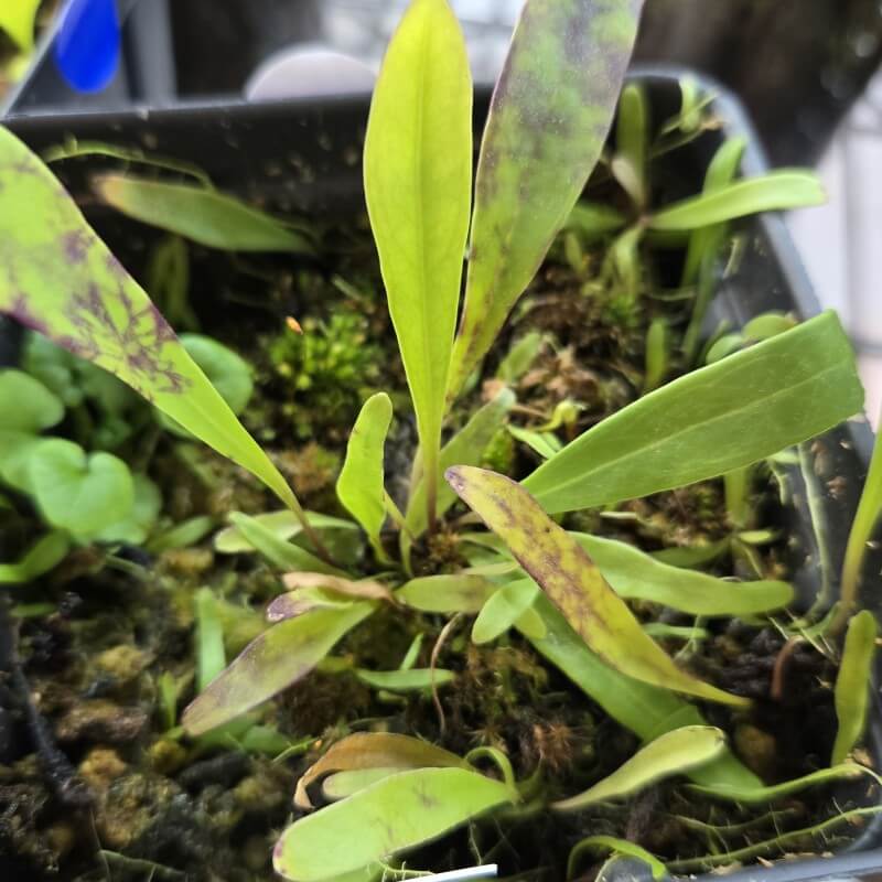 Thread-like green leaves of Utricularia alpina, a compact tropical bladderwort prized by collectors for terrariums and planted displays