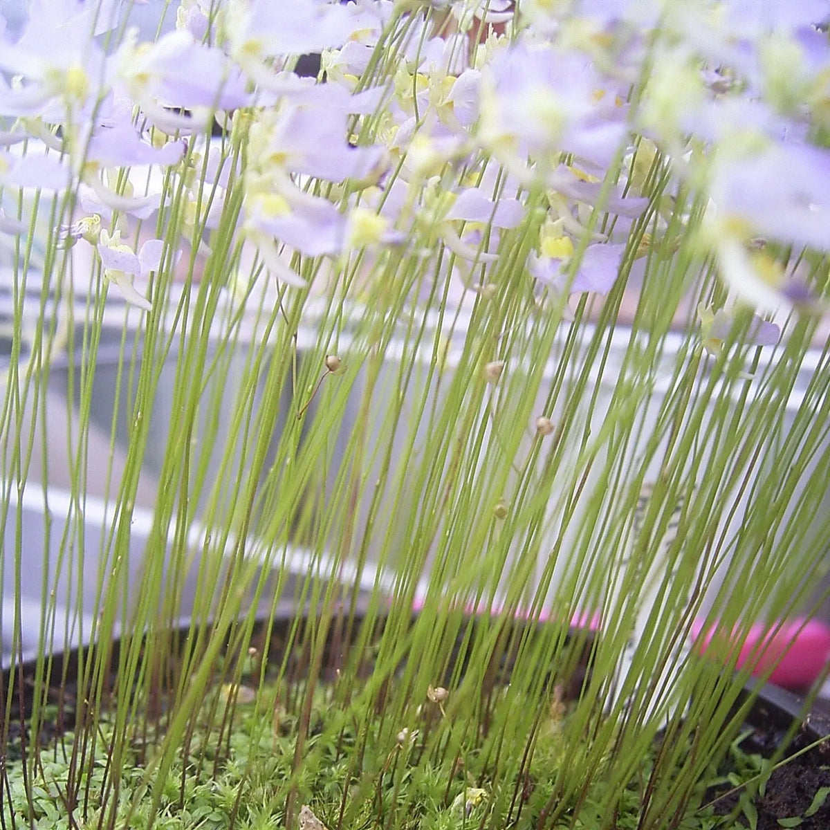 Utricularia bisquamata with dozens of flowering scapes, each bearing multiple small blooms, showcasing its prolific floral display bladderwort