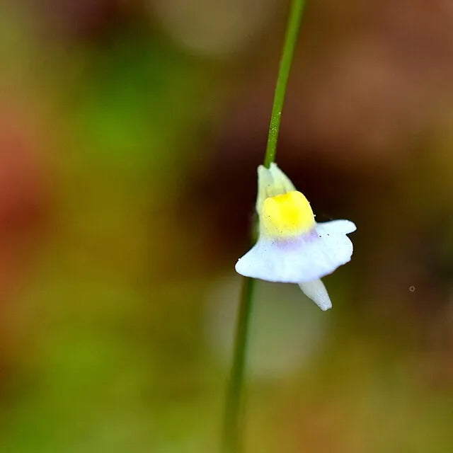 Close-up of Utricularia bisquamata showing tiny white-edged flowers with bright yellow centers, a delicate and rare carnivorous plant