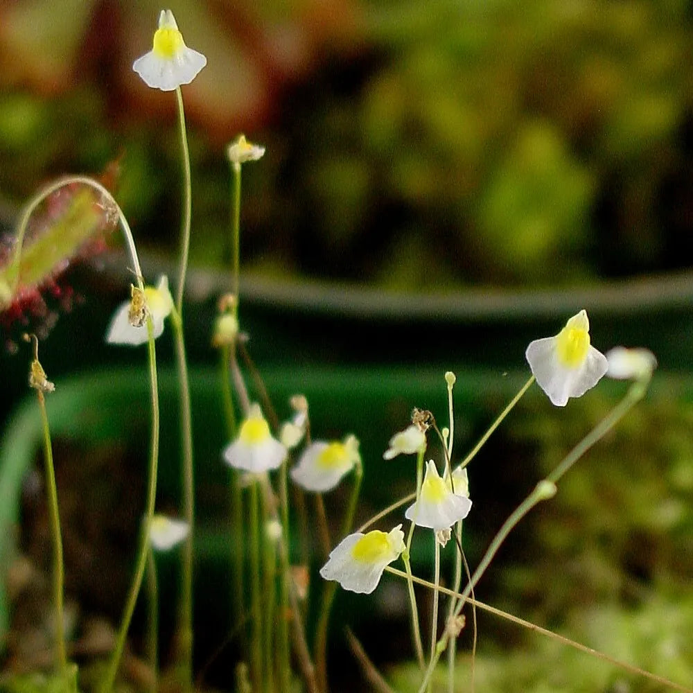 Several small Utricularia bisquamata flowers on one scape, highlighting its spreading habit and multiple blooms