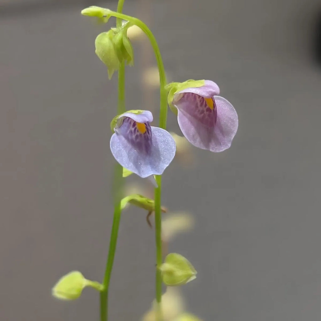 Two different colored Utricularia calycifida flowers from two different regions