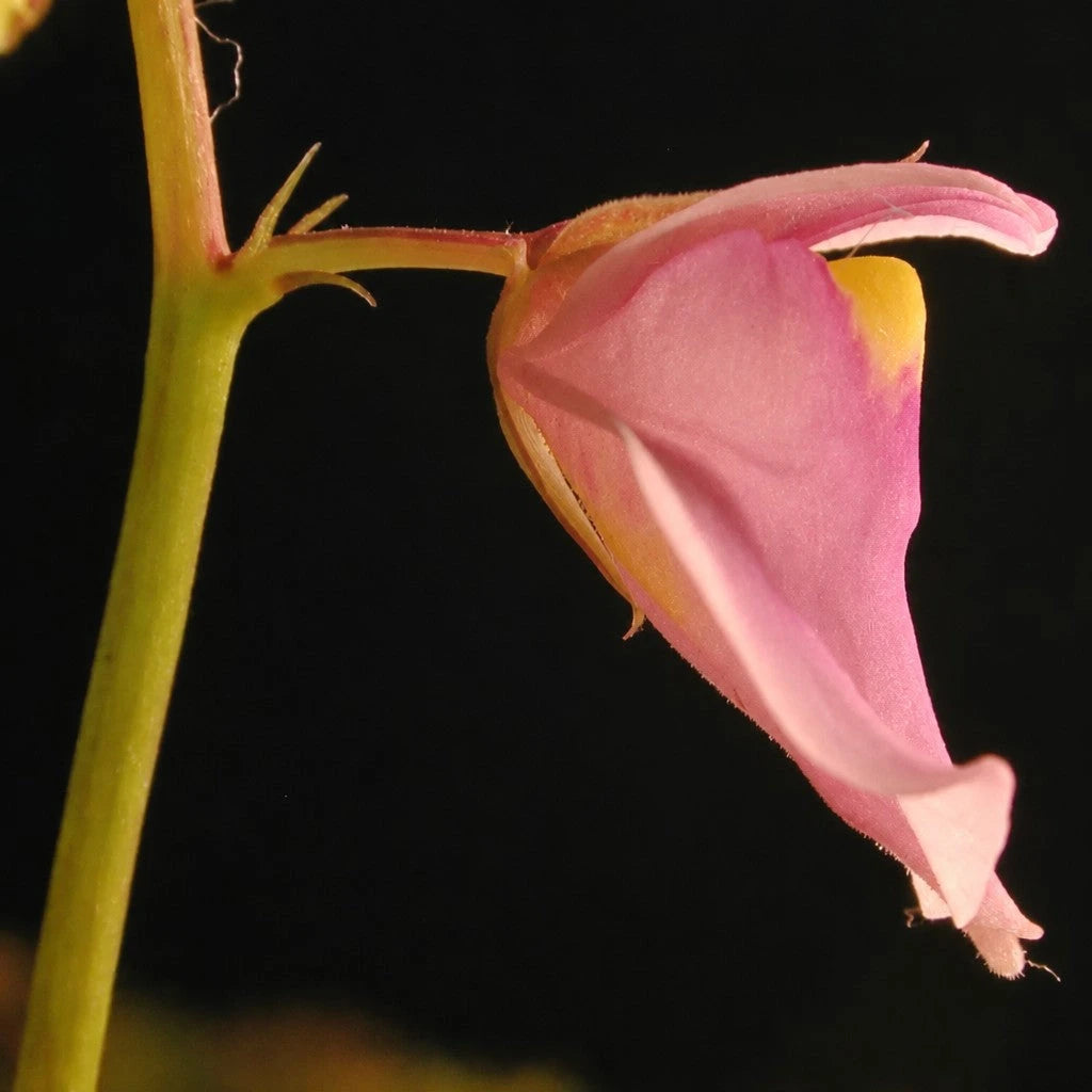 Close-up side view of Utricularia calycifida flower showing large petals with bright colors and detailed veining, a tropical carnivorous bladderwort