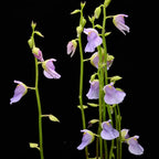Utricularia calycifida producing multiple flowering scapes, each with large colorful blooms, showcasing abundant floral display