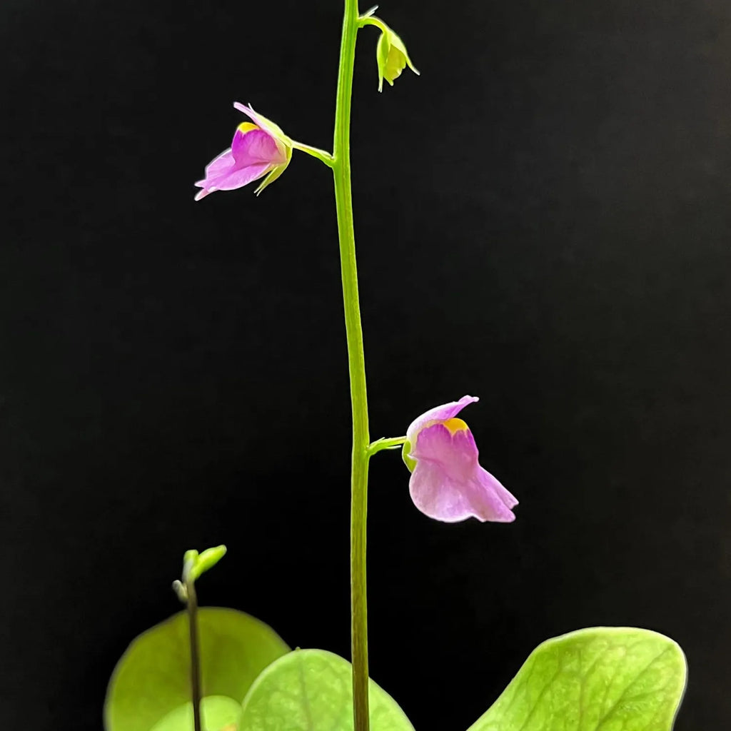 Several Utricularia calycifida flowers on one scape, highlighting the species’ vibrant coloration and prolific flowering habit