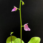 Several Utricularia calycifida flowers on one scape, highlighting the species’ vibrant coloration and prolific flowering habit