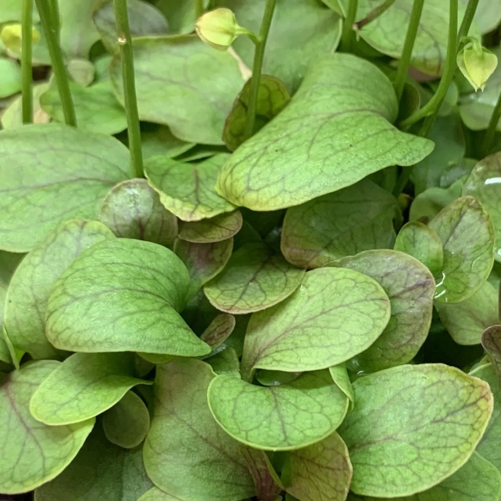 Broad green leaves of Utricularia calycifida, a tropical bladderwort prized by collectors for its vigorous growth