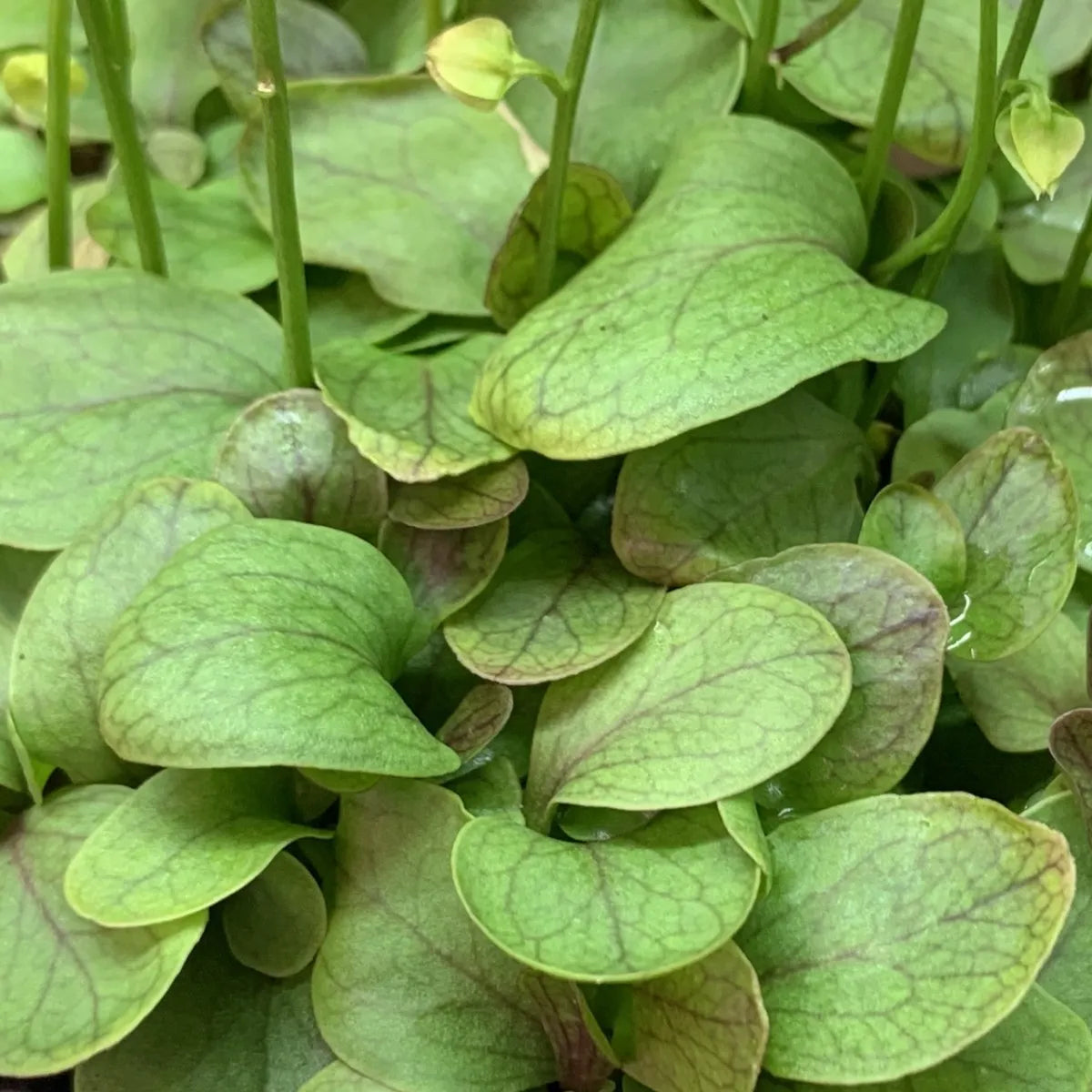 Broad green leaves of Utricularia calycifida, a tropical bladderwort prized by collectors for its vigorous growth