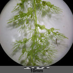 Magnified view of Utricularia calycifida roots showing small carnivorous bladder traps, highlighting its unique feeding structures and tropical growth habit
