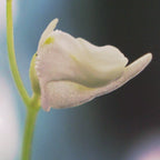 Side view close-up of Utricularia livida flower highlighting its delicate structure with white petals and subtle purple along the lower petals, a tropical carnivorous bladderwort