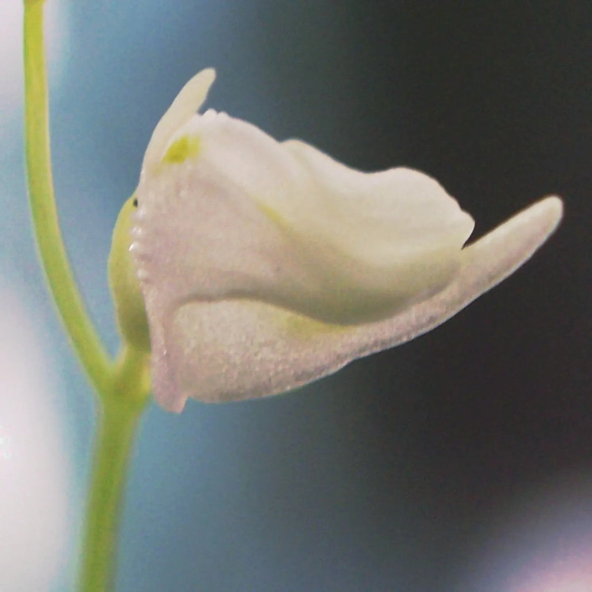 Side view close-up of Utricularia livida flower highlighting its delicate structure with white petals and subtle purple along the lower petals, a tropical carnivorous bladderwort