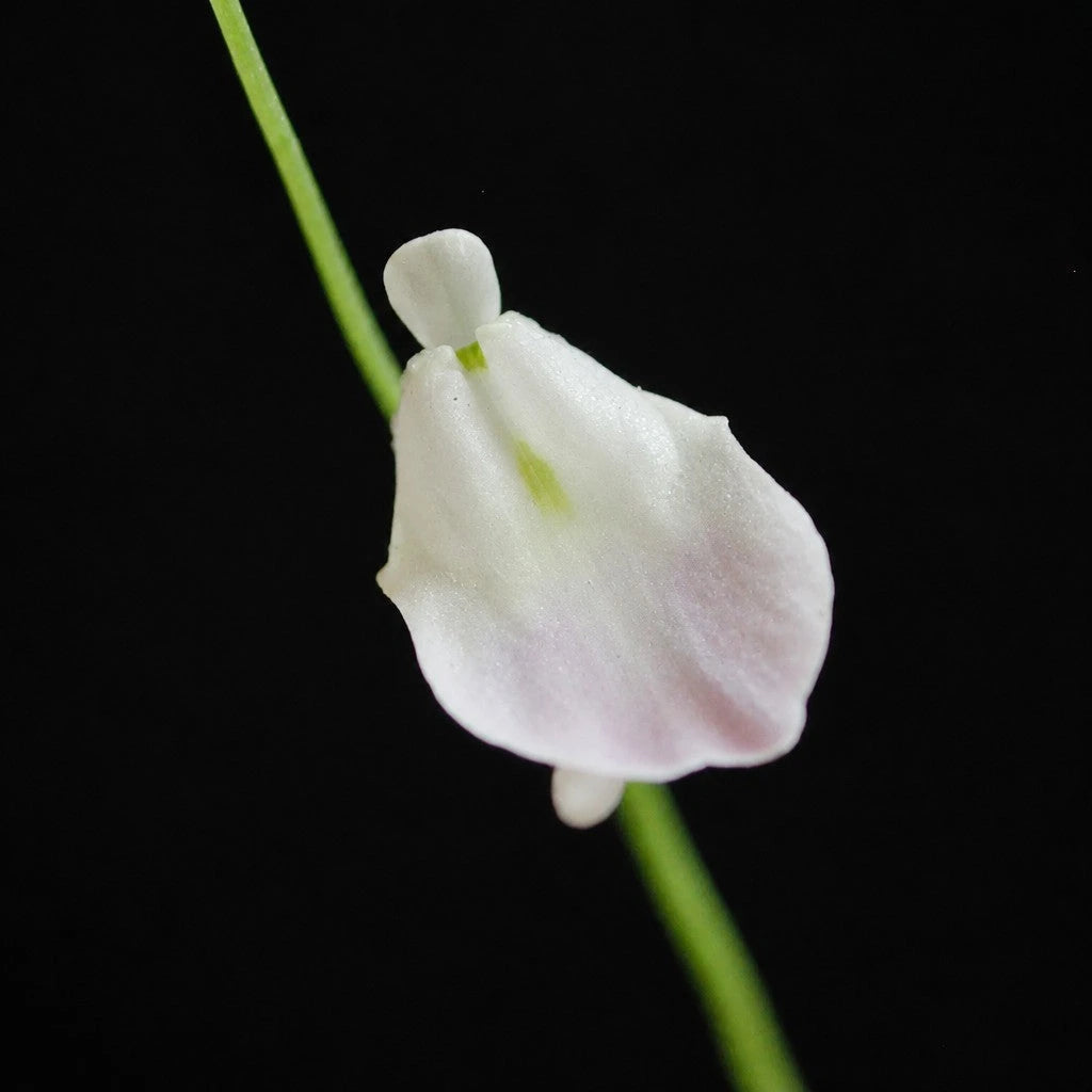 Front view close-up of Utricularia livida flower showing white petals with subtle purple along the lower petals and yellow throat, a tropical carnivorous bladderwort