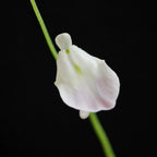 Front view close-up of Utricularia livida flower showing white petals with subtle purple along the lower petals and yellow throat, a tropical carnivorous bladderwort