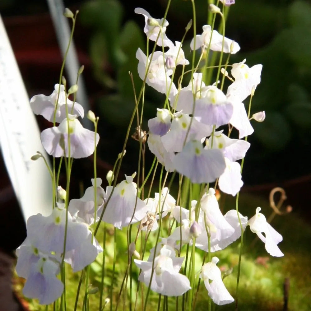 Utricularia livida producing multiple flowering scapes, each with violet blooms, showcasing abundant floral display bladderwort