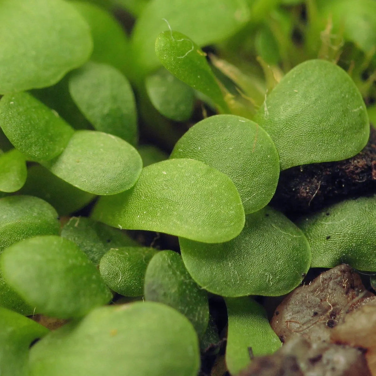 Thread-like green leaves of Utricularia livida, a tropical terrestrial bladderwort prized by collectors for its delicate growth