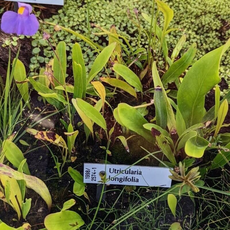 Utricularia longifolia showing large flowers and broad leaves, a tropical carnivorous bladderwort known for its tall flowering scapes and lush growth