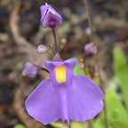 Front view close-up of Utricularia longifolia flower showing large white petals with subtle yellow throat, a tropical carnivorous bladderwort