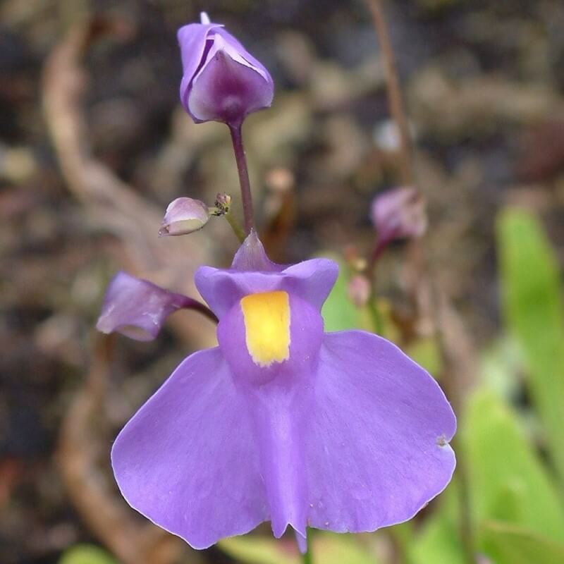 Front view close-up of Utricularia longifolia flower showing large white petals with subtle yellow throat, a tropical carnivorous bladderwort