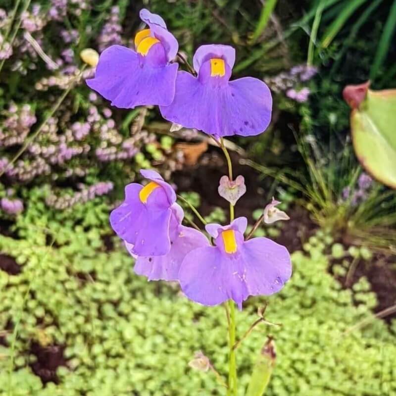 Several Utricularia longifolia flowers on a single scape, highlighting their large purple petals with yellow throat and prolific flowering habit