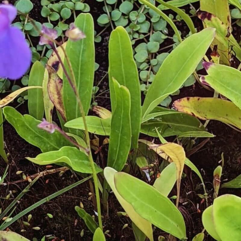 Long, broad green leaves of Utricularia longifolia, a tropical bladderwort prized for its large foliage and collector appeal