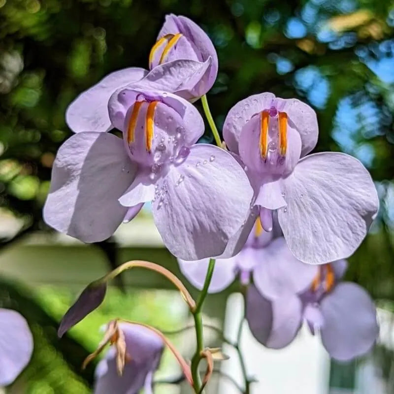 Several Utricularia reniformis flowers on a single scape, highlighting large colorful blooms and prolific flowering habit