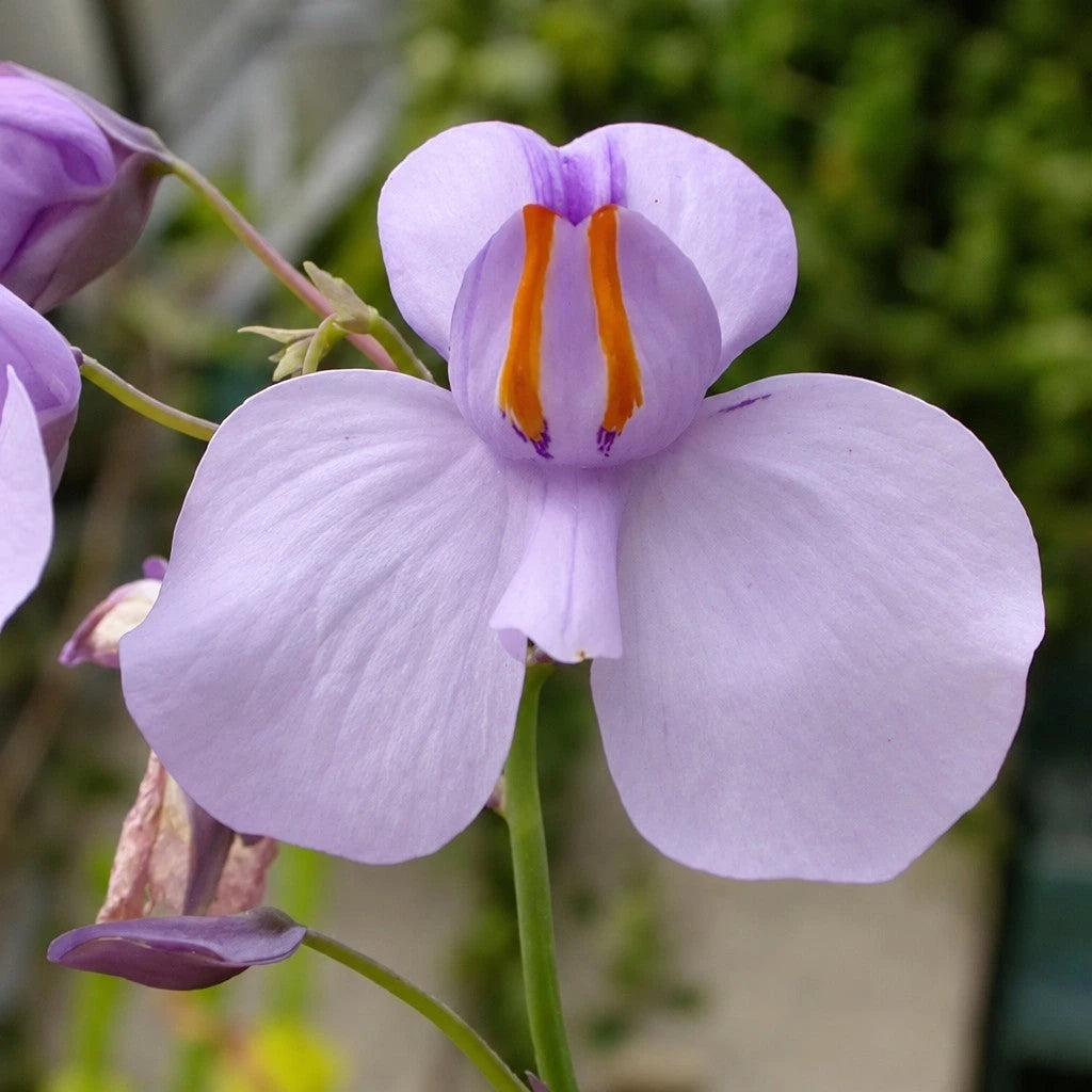 Close-up of Utricularia reniformis flower showing large vibrant petals and yellow throat, a rare terrestrial bladderwort
