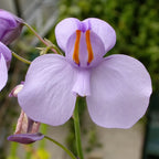 Close-up of Utricularia reniformis flower showing large vibrant petals and yellow throat, a rare terrestrial bladderwort