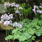 Utricularia reniformis producing multiple flowering scapes, each with several blooms, demonstrating its spreading growth and abundant flowers