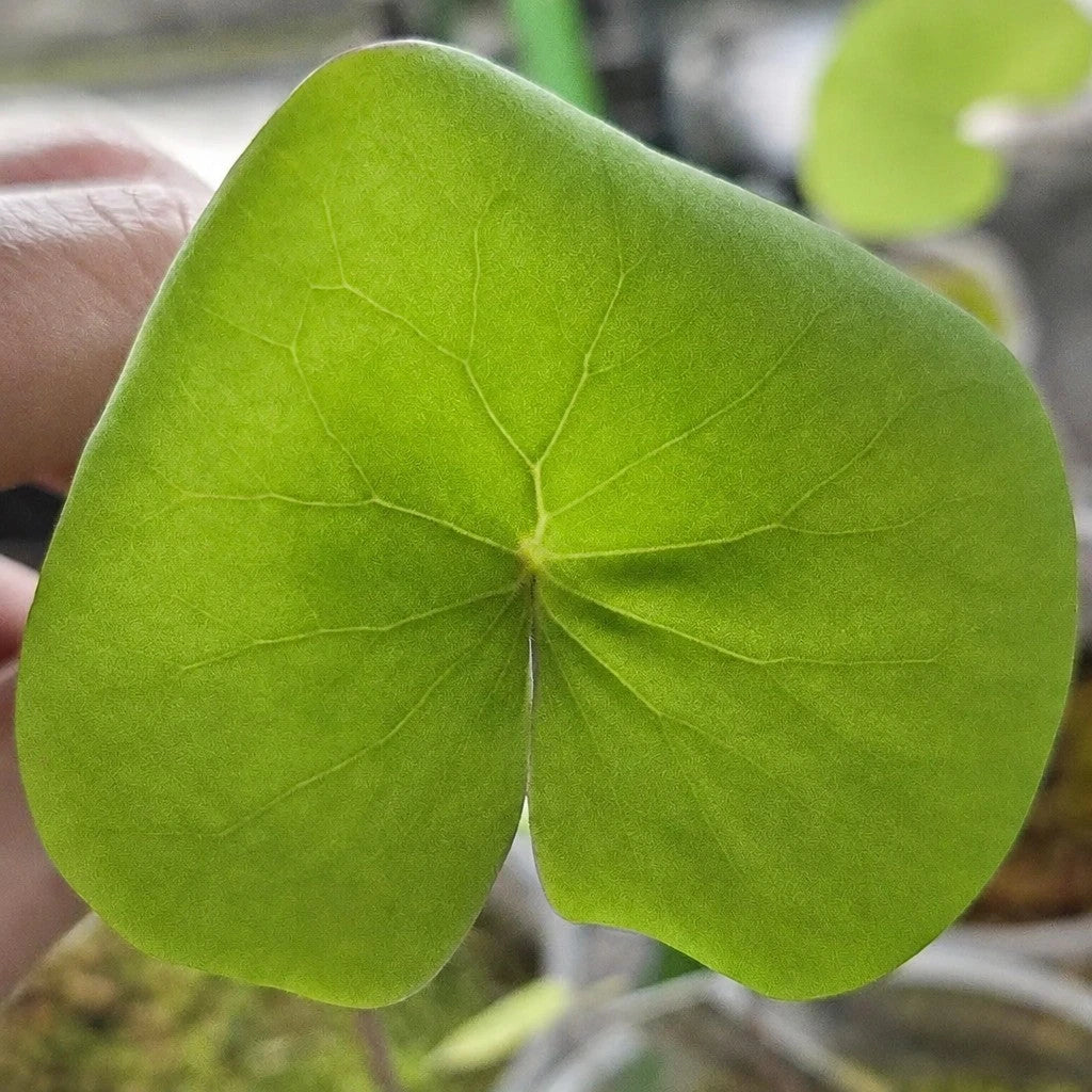 Close-up of Utricularia reniformis leaf showing detailed veining and broad kidney-shaped structure, an uncommon tropical bladderwort