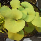 Several broad kidney-shaped leaves of Utricularia reniformis, highlighting their size and textured veining in this rare terrestrial bladderwort