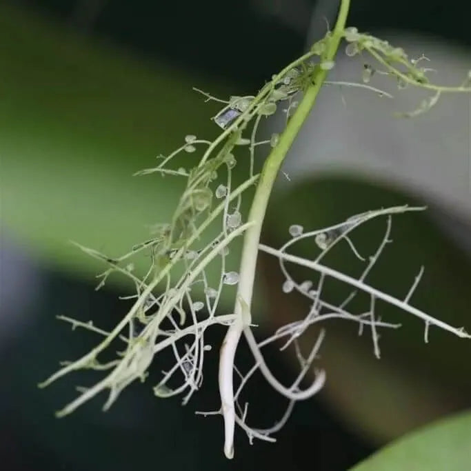 Utricularia reniformis roots with small bladder traps, showcasing its carnivorous feeding structures and unique growth habit