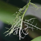 Utricularia reniformis roots with small bladder traps, showcasing its carnivorous feeding structures and unique growth habit