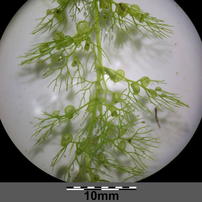 Magnified view of Utricularia sandersonii roots showing small carnivorous bladder traps, highlighting its unique feeding structures and compact tropical growth