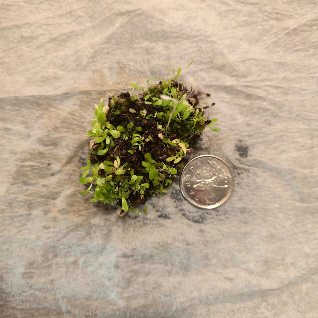 Clump of Utricularia sandersonii bladderwort as shipped, beside a quarter for size