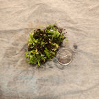 Clump of Utricularia sandersonii bladderwort as shipped, beside a quarter for size