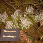 Utricularia sandersonii in botanical garden